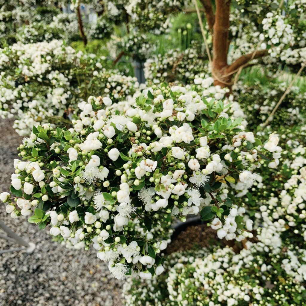 Myrtus apiculata - Standards - Image 2