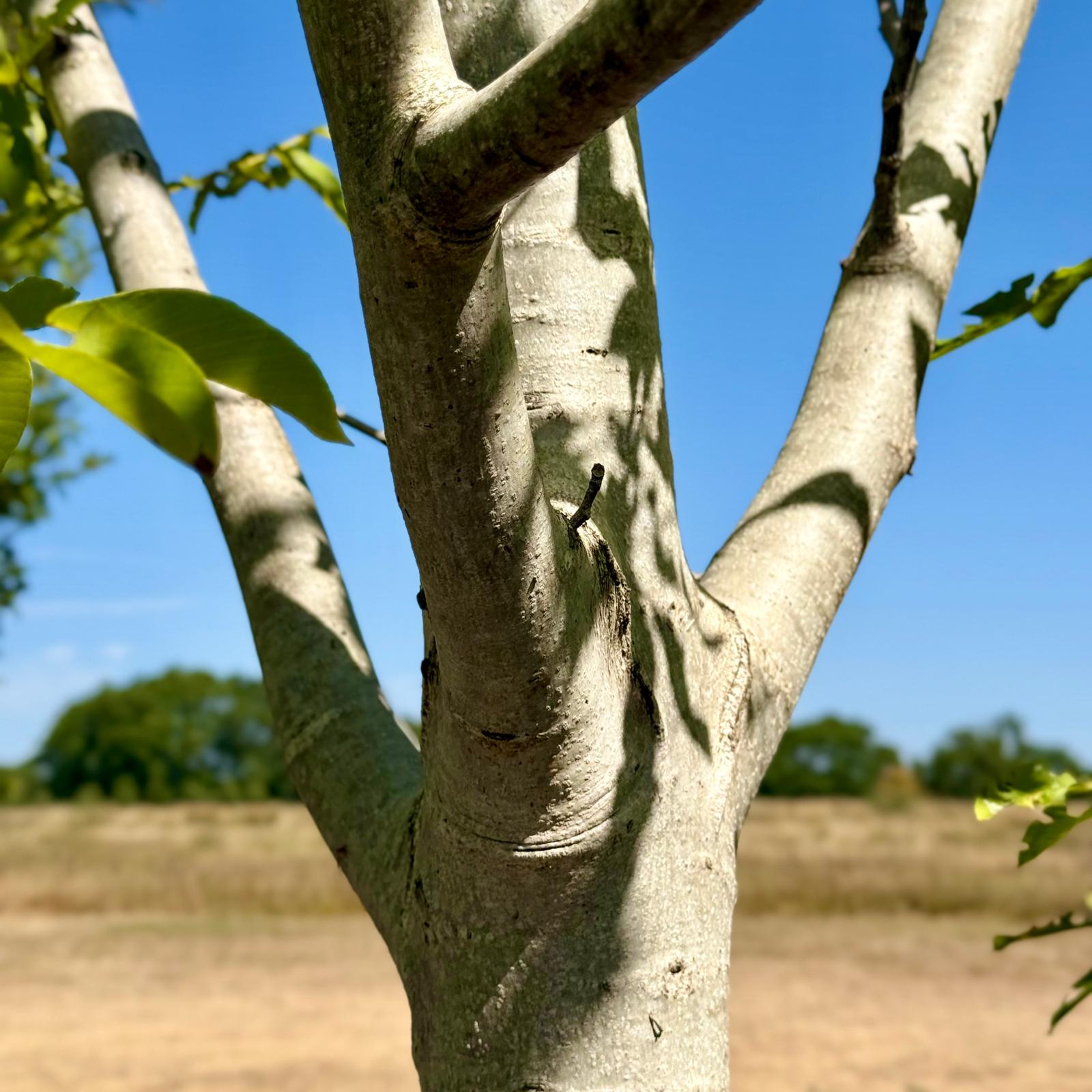 Juglans nigra - Multi Stem - Image 3