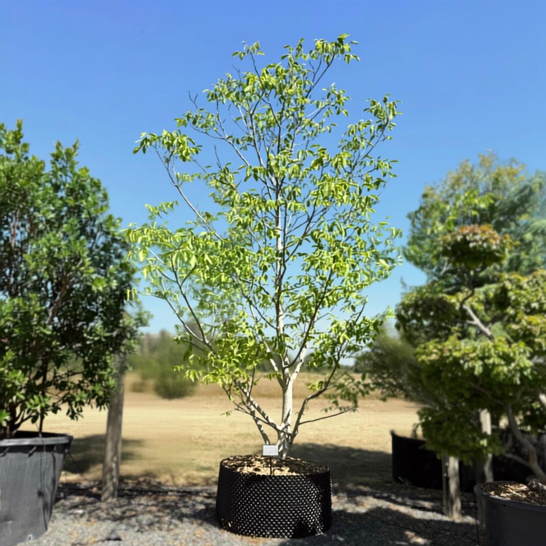 Juglans nigra - Multi Stem