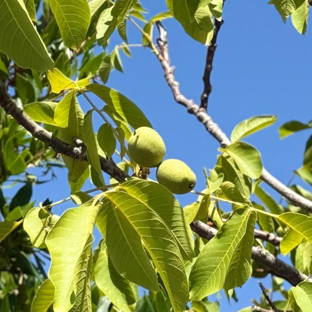 Juglans nigra - Multi Stem - Image 2