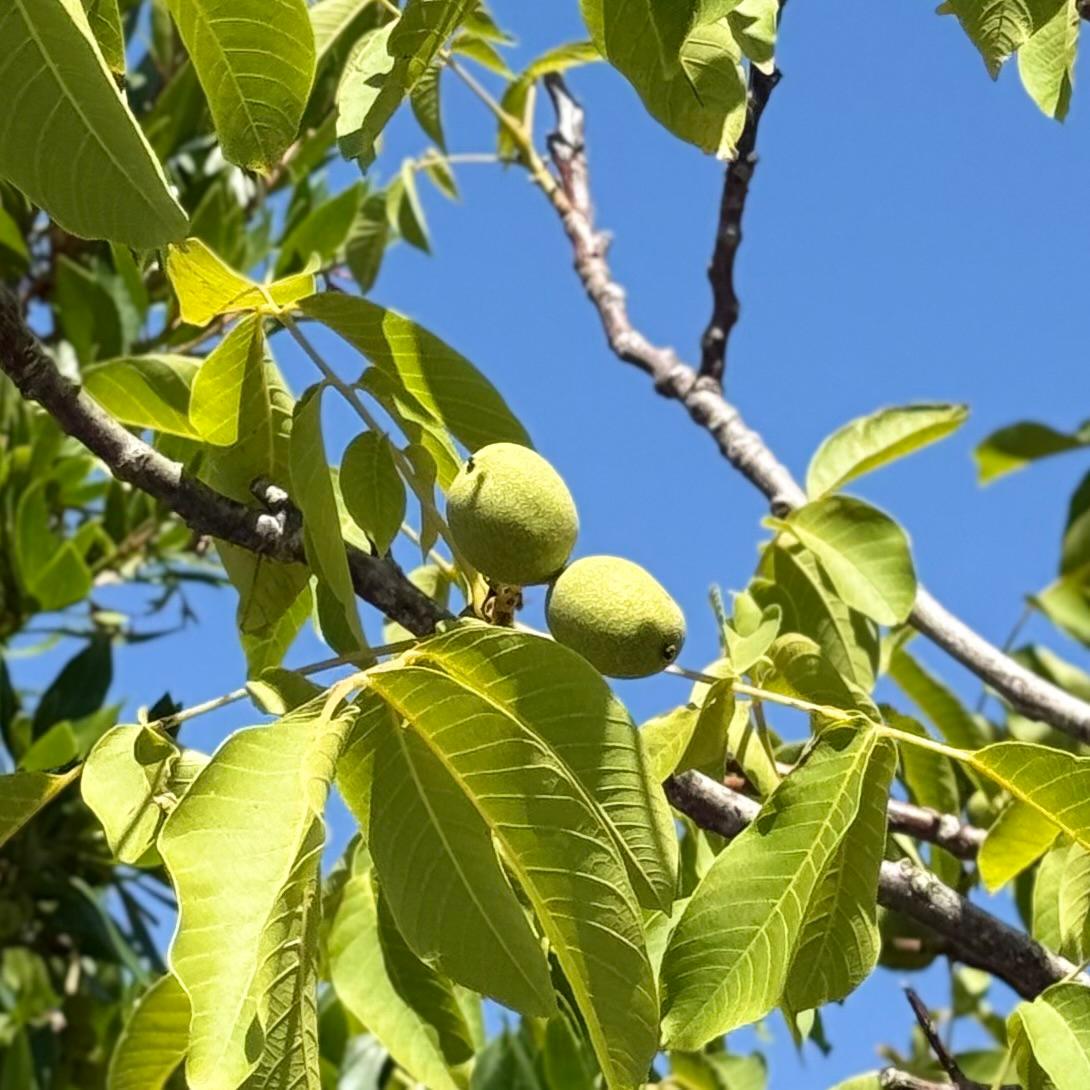 Juglans nigra - Multi Stem - Image 2