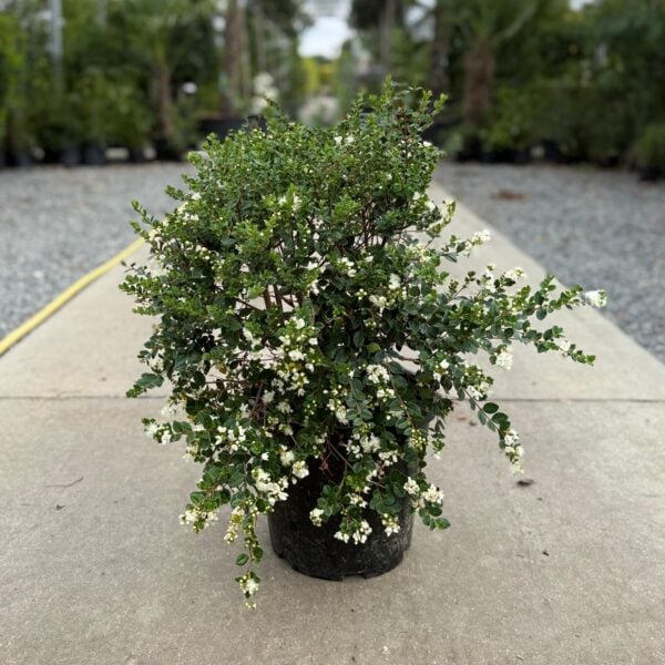 Myrtus apiculata - Balls (HGUK, P1)