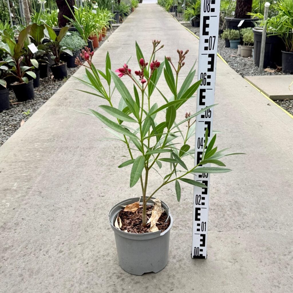 Nerium oleander - Double Pink - Image 3