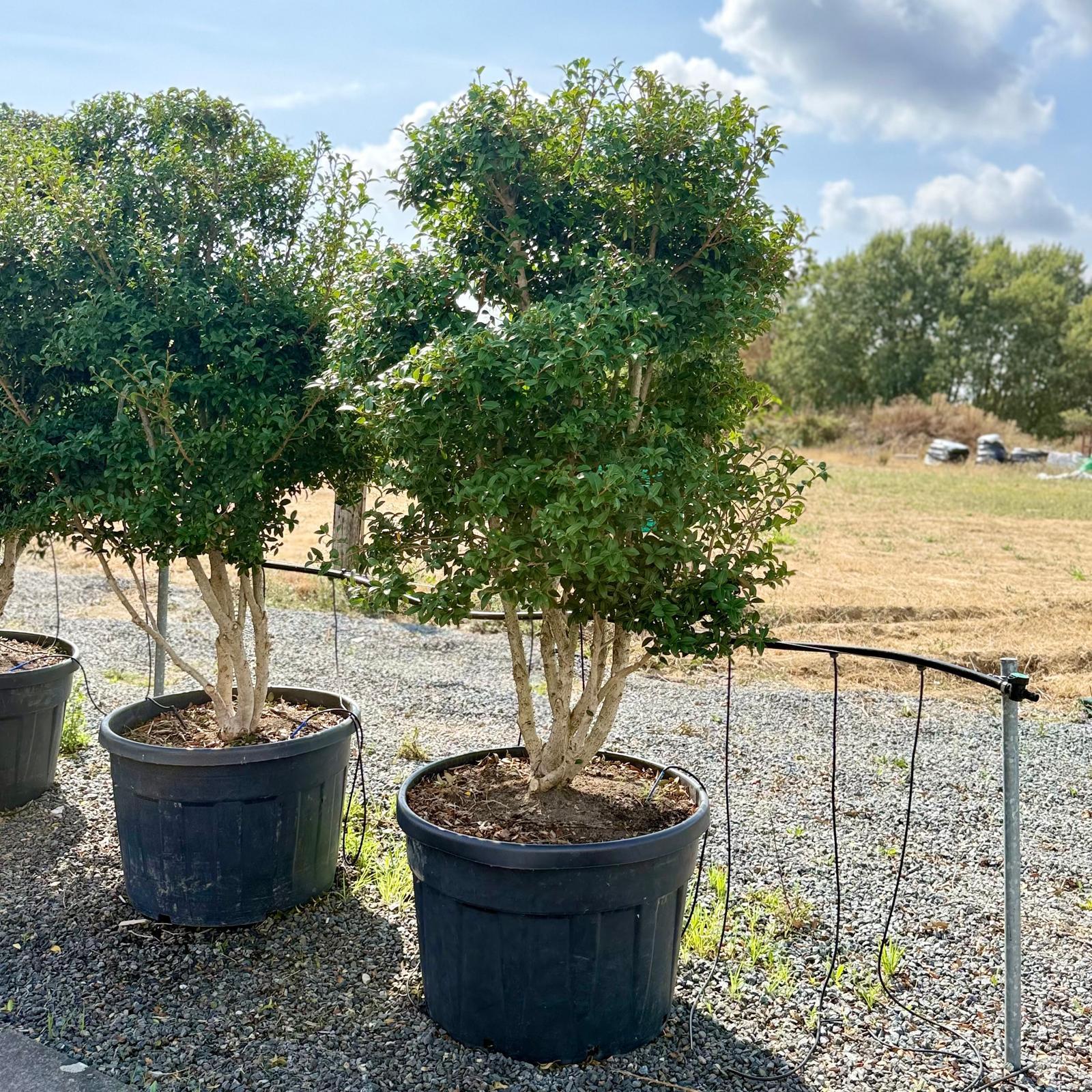 Osmanthus x burkwoodii - Multi Stems