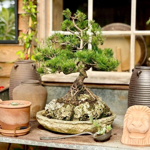 Pine Bonsai Collection