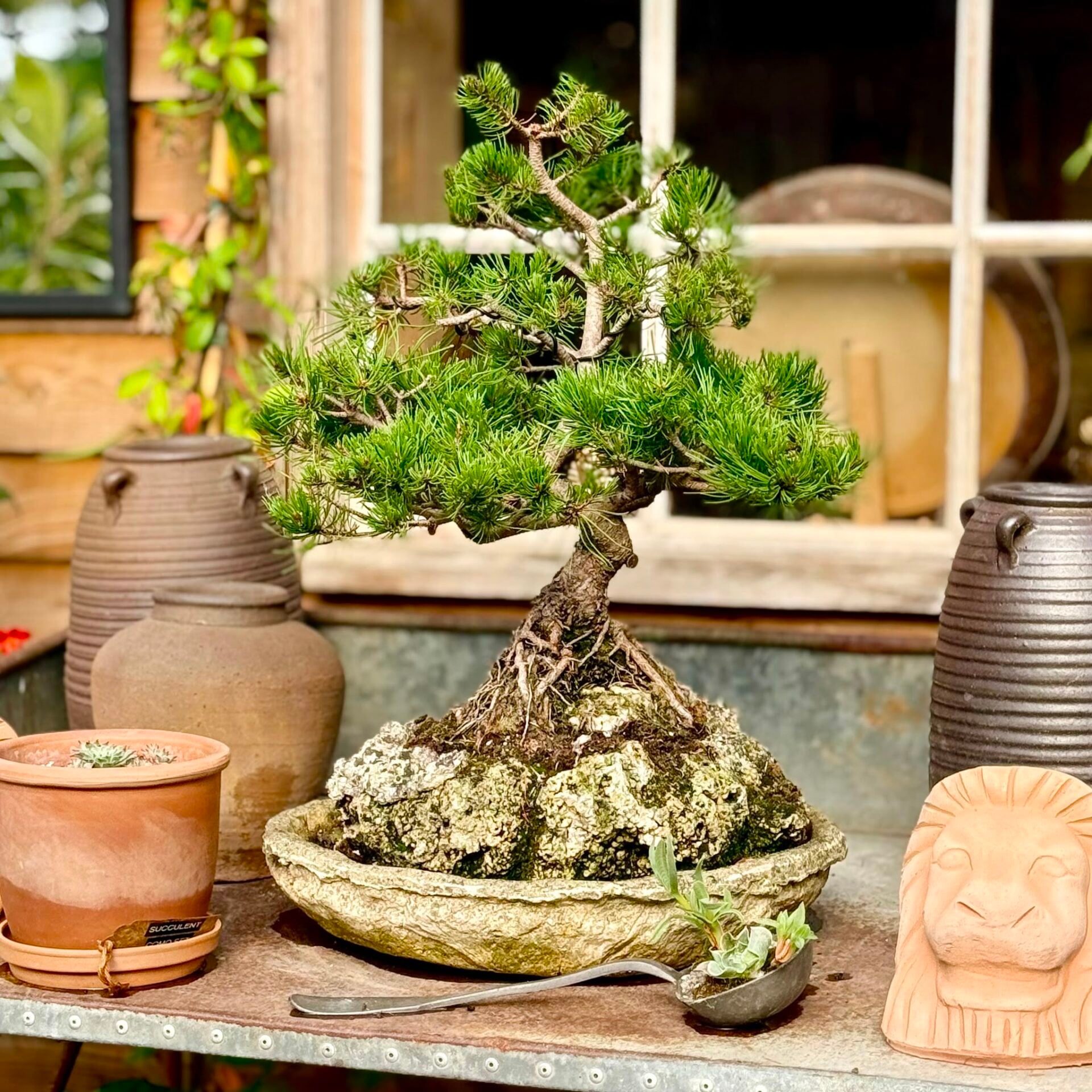 Pine Bonsai Collection