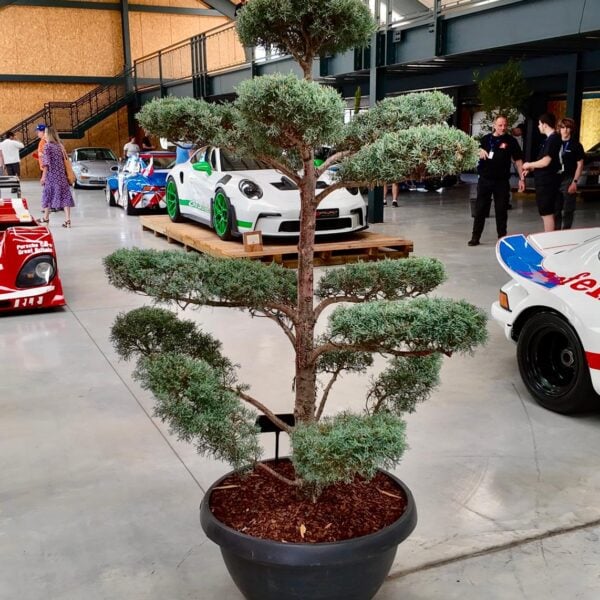 Cupressus arizonica 'Fastigiata' - Niwaki (V1, CAV1)