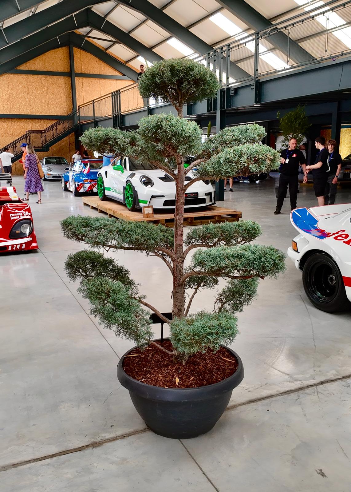 Cupressus arizonica 'Fastigiata' - Niwaki