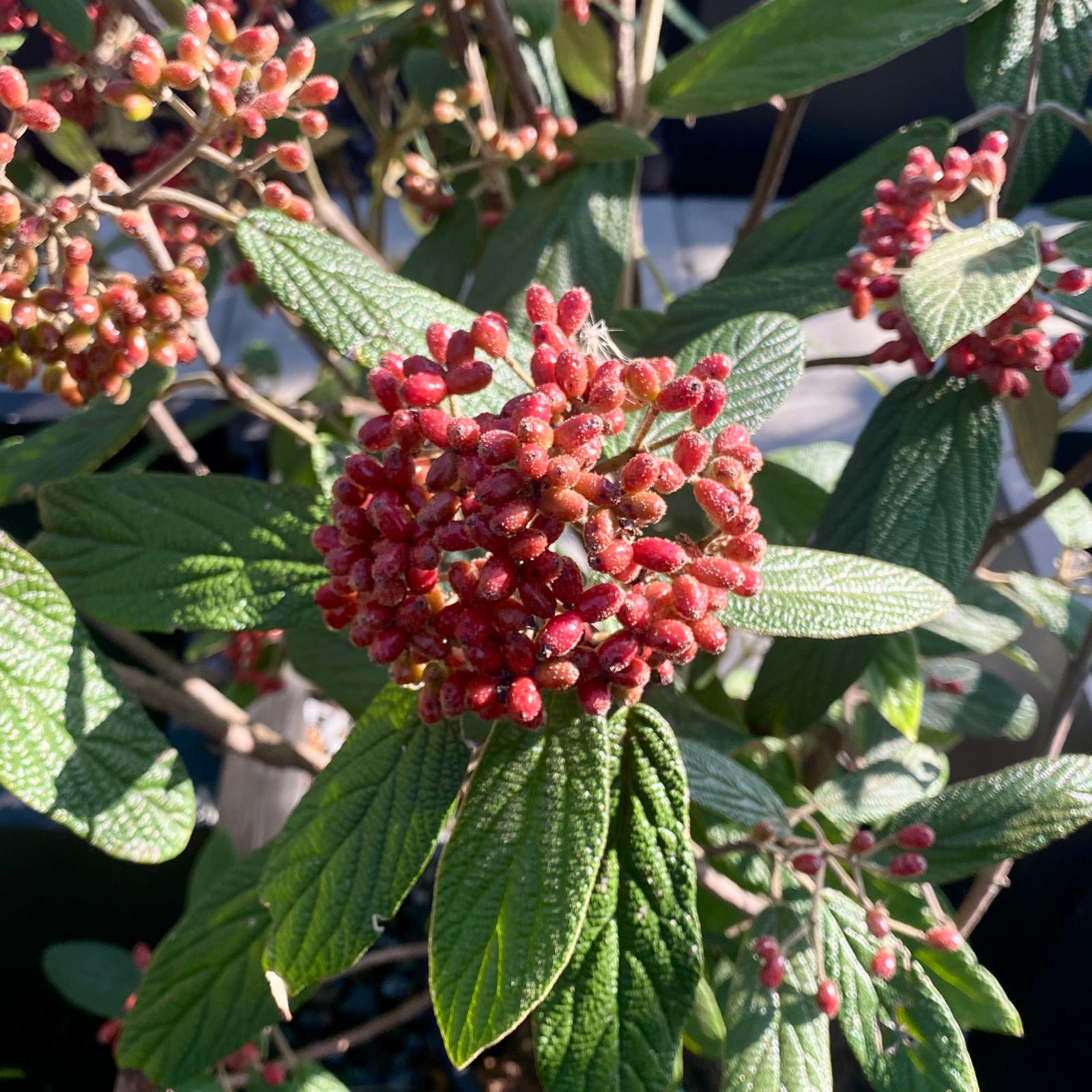 Viburnum rhytidophyllum - Multi Stems - Image 2