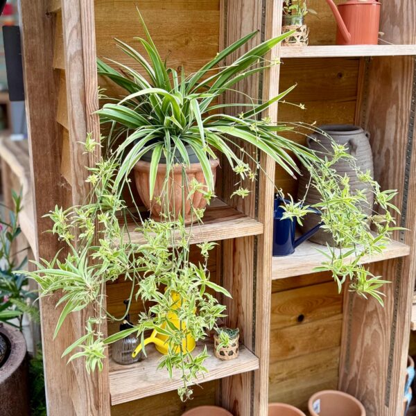 Chlorophytum comosum (HGUK)
