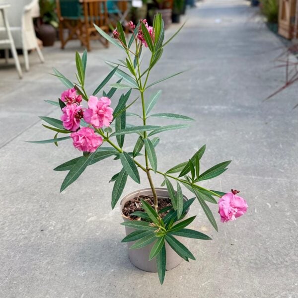 Nerium oleander - Double Pink (HGUK)
