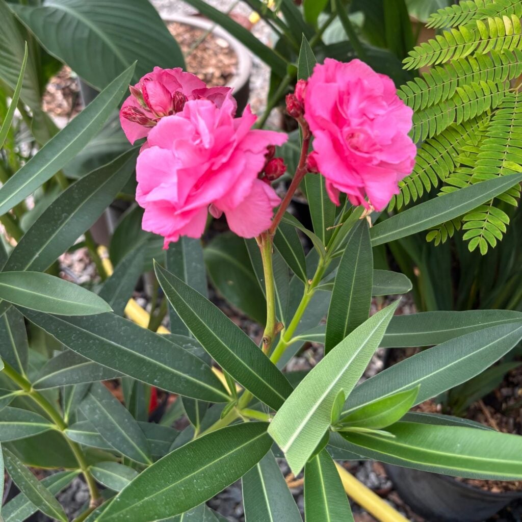 Nerium oleander - Double Pink - Image 5