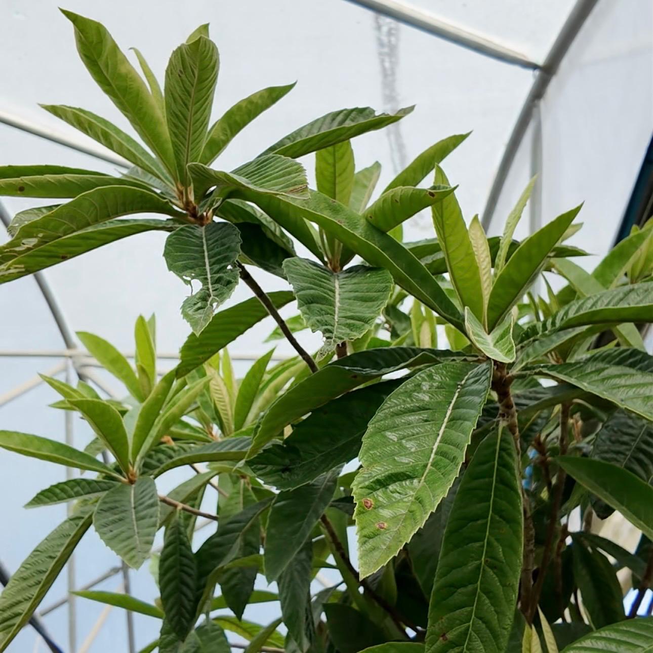 Eriobotrya japonica - Standards - Image 6