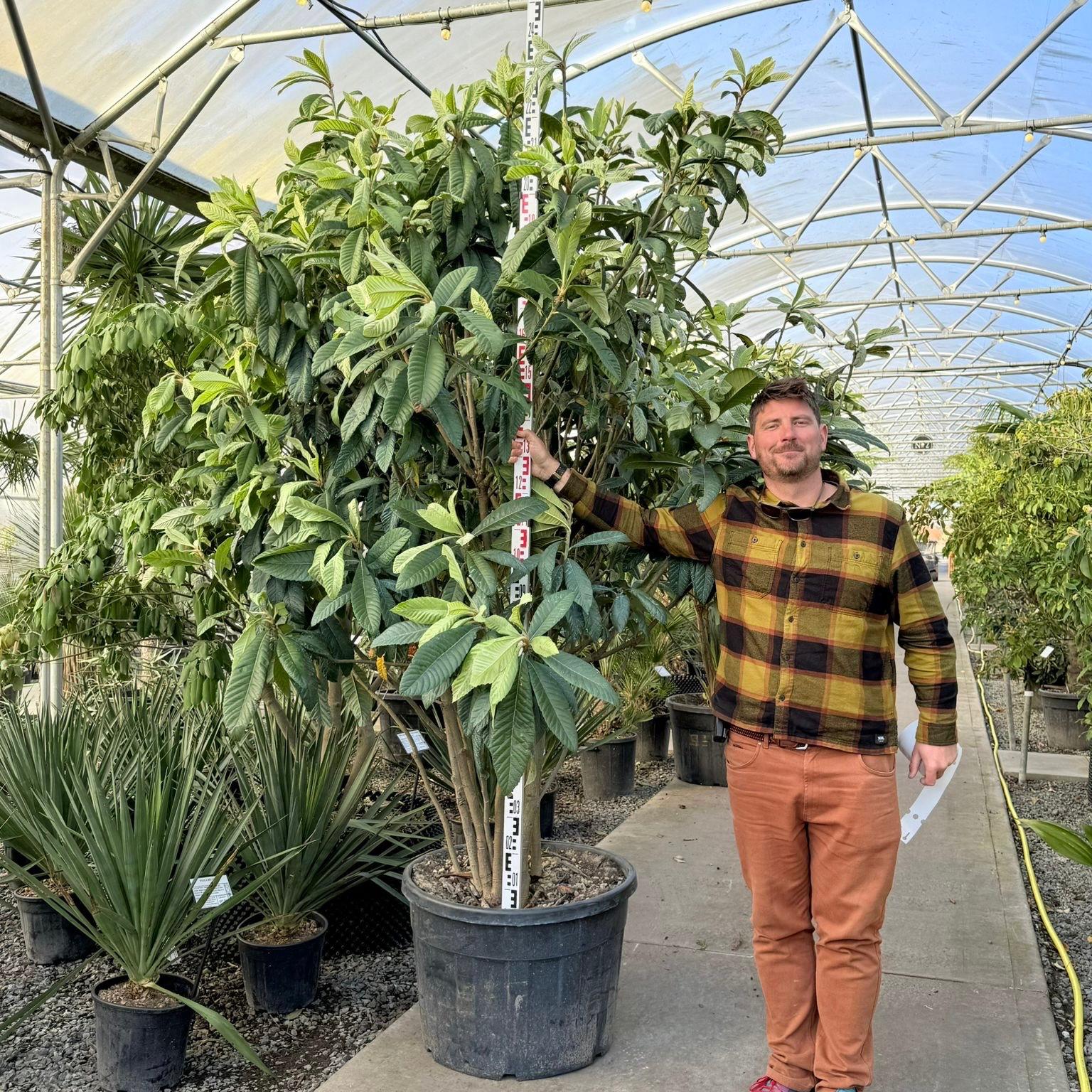 Eriobotrya japonica - Multi Stems