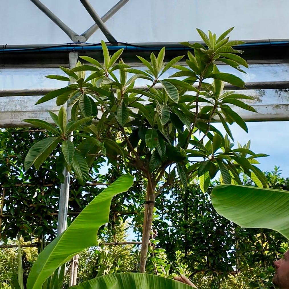 Eriobotrya japonica - Standards - Image 7