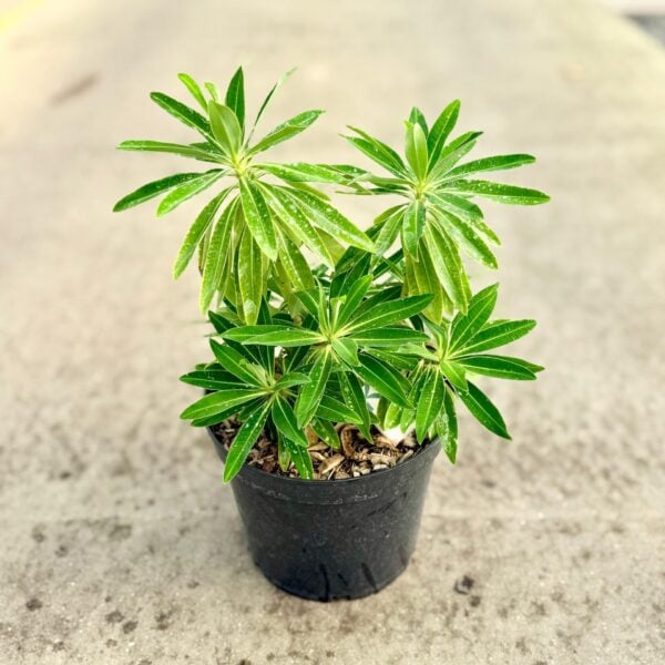 Euphorbia mellifera (HGUK, P1, PPL1).