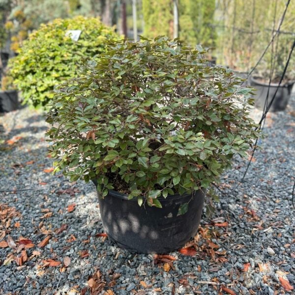 Fagus sylvatica 'Atropunicea' - Balls (ME1)