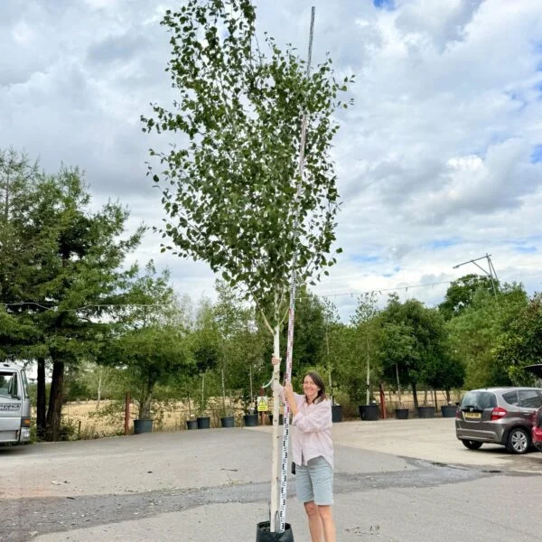 Betula utilis var. Jacquemontii - Single Stems (J1, HG1)