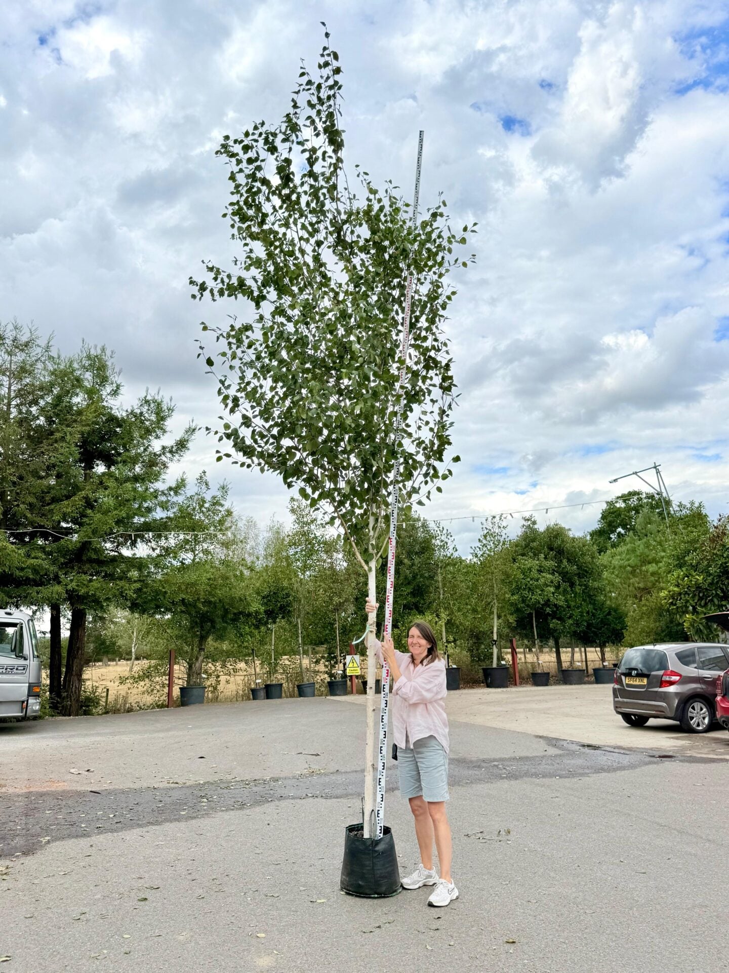 Betula utilis var. Jacquemontii - Single Stems