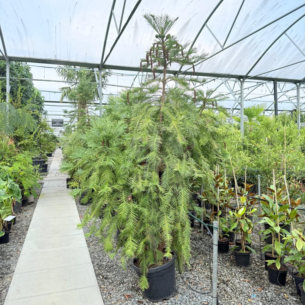 Wollemia nobilis - Image 3