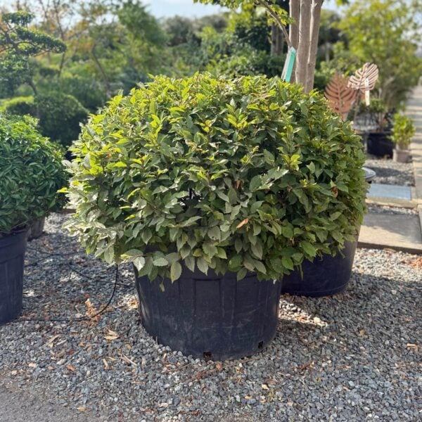 Carpinus betulus - Domes (ME1)