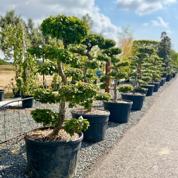 Carpinus betulus - Niwaki (BR1, ST1)