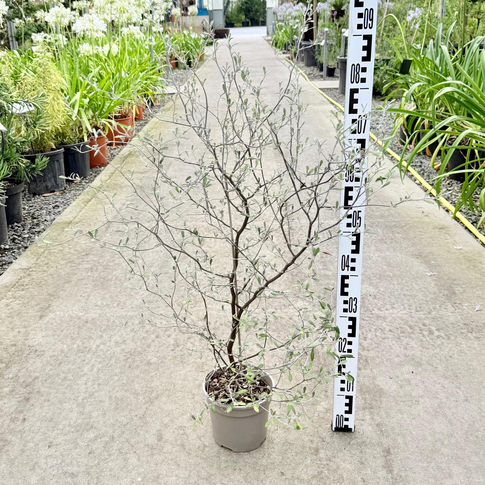 Corokia x virgata
