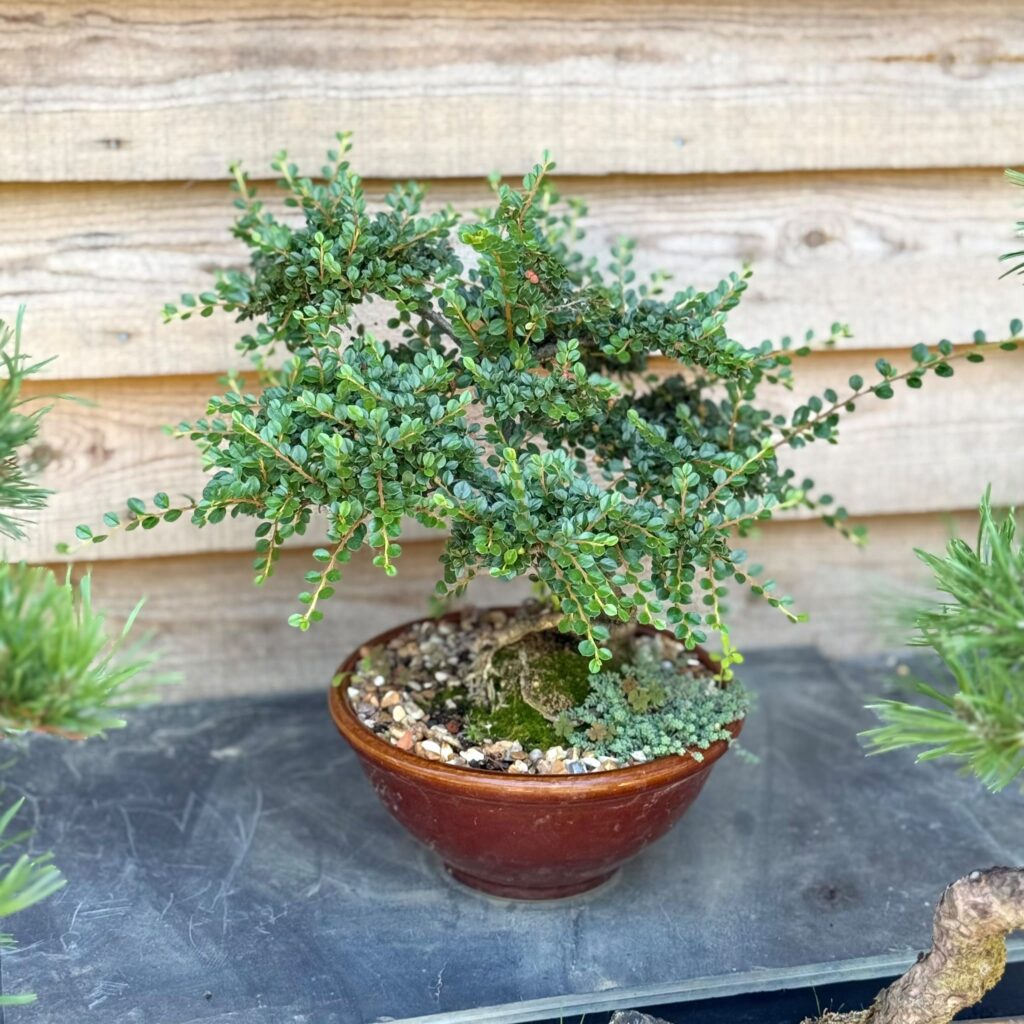 Cotoneaster Bonsai Collection - Image 6