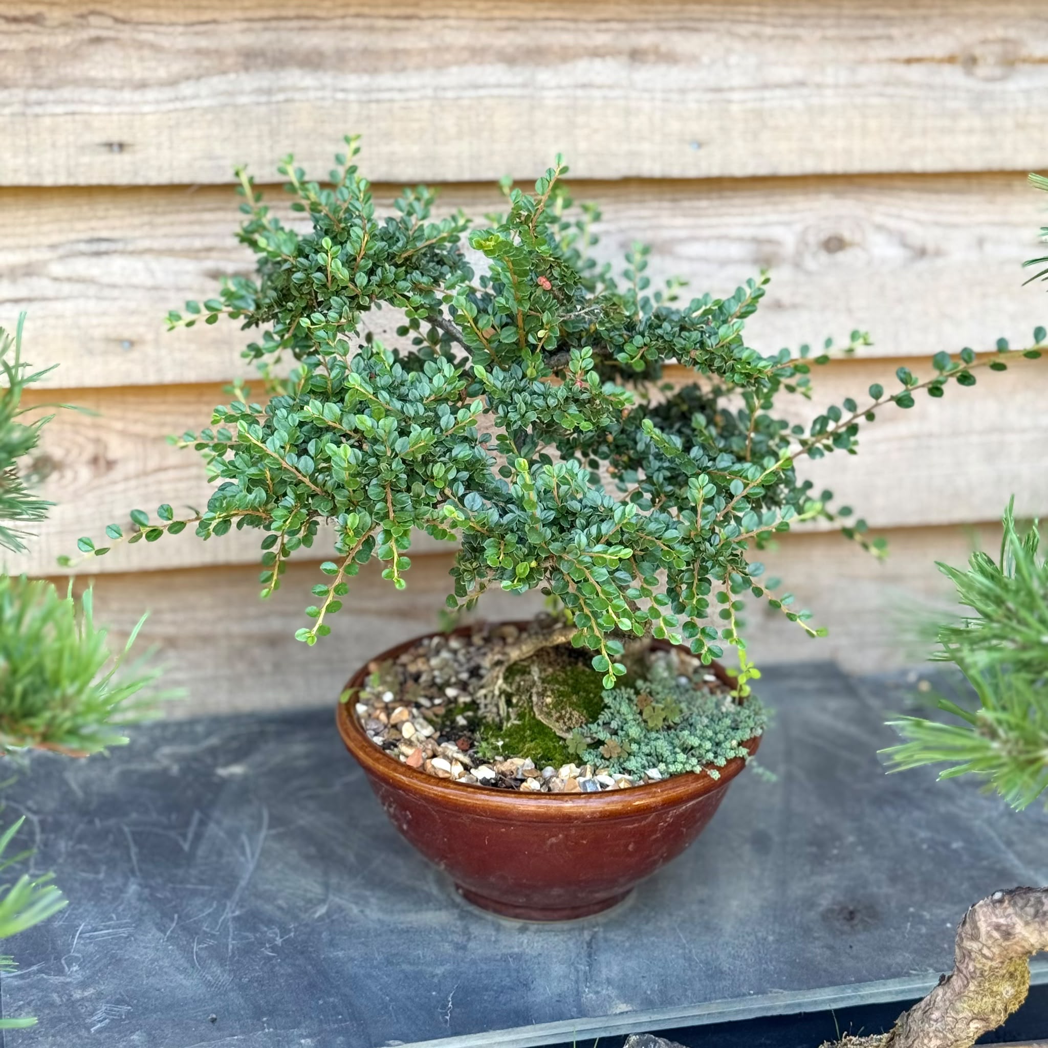 Cotoneaster Bonsai Collection - Image 6