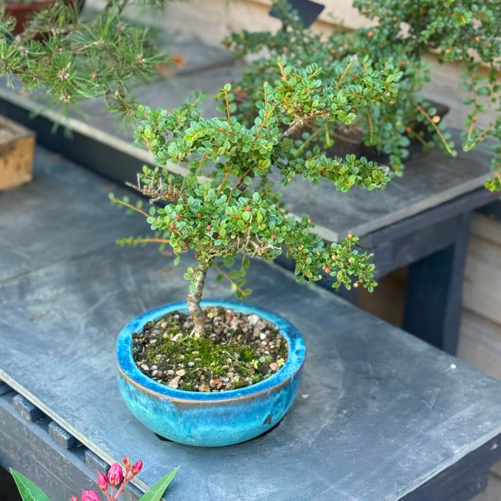 Cotoneaster Bonsai Collection - Image 2