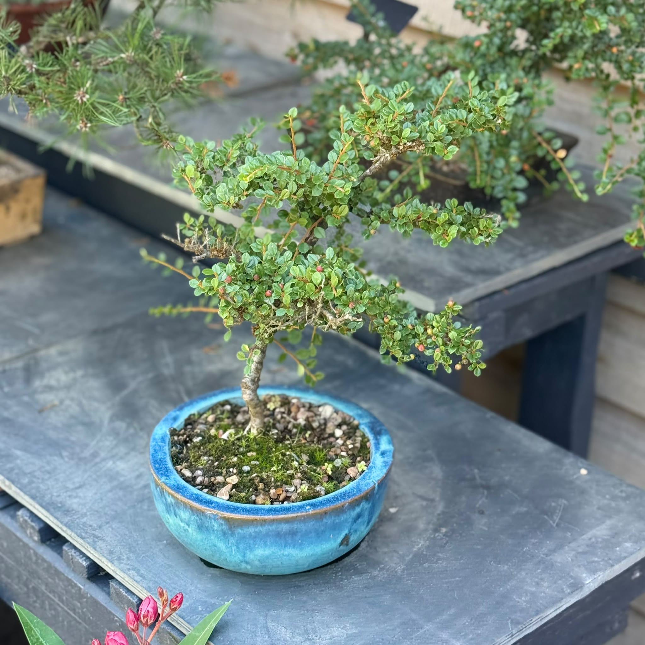 Cotoneaster Bonsai Collection - Image 2