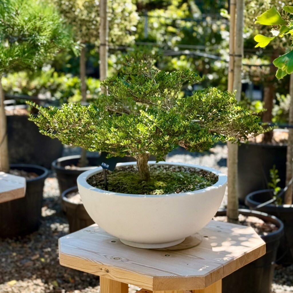 Cotoneaster Bonsai Collection - Image 5