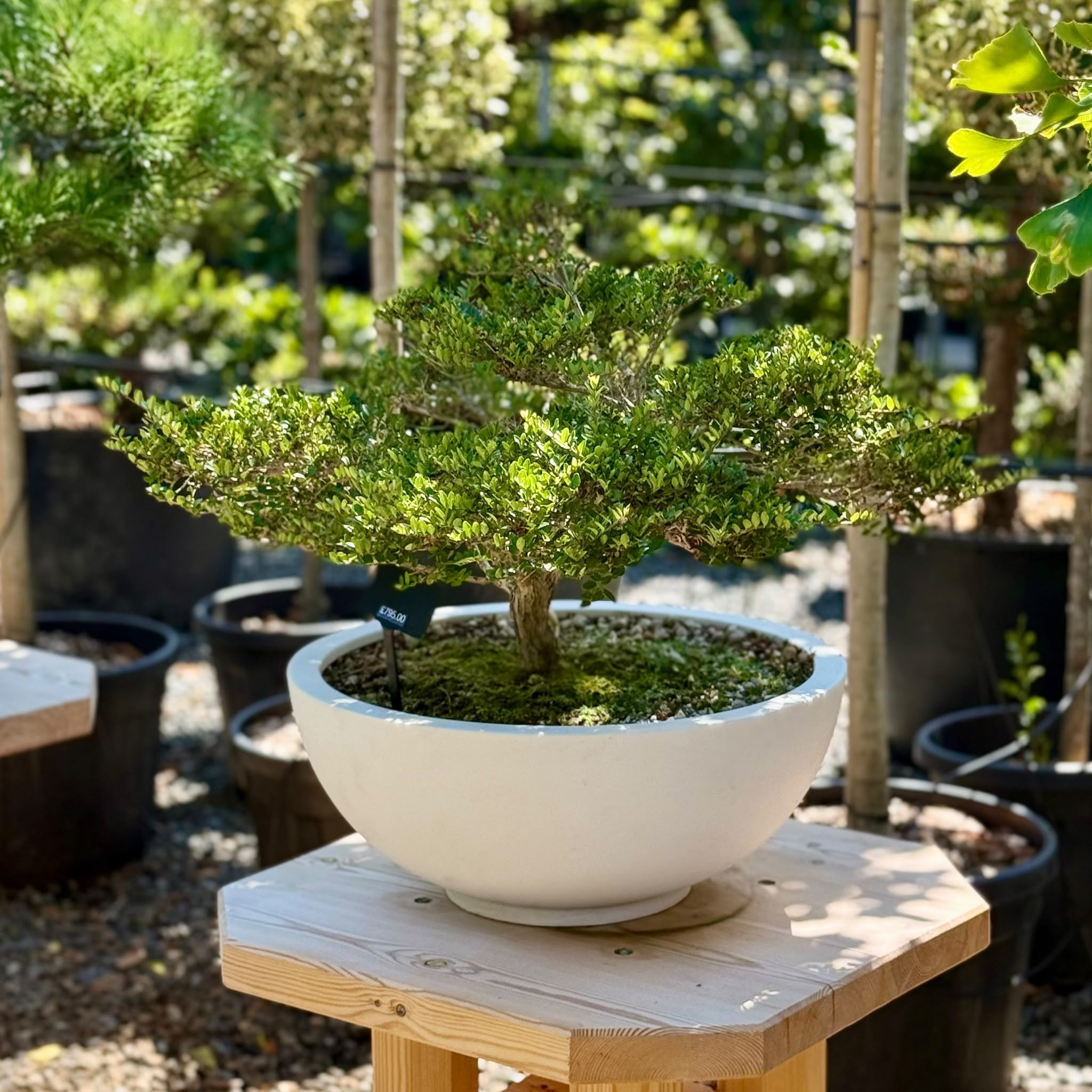 Cotoneaster Bonsai Collection - Image 5