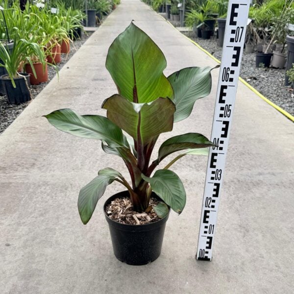 Ensete ventricosum (Musa) (HGUK).