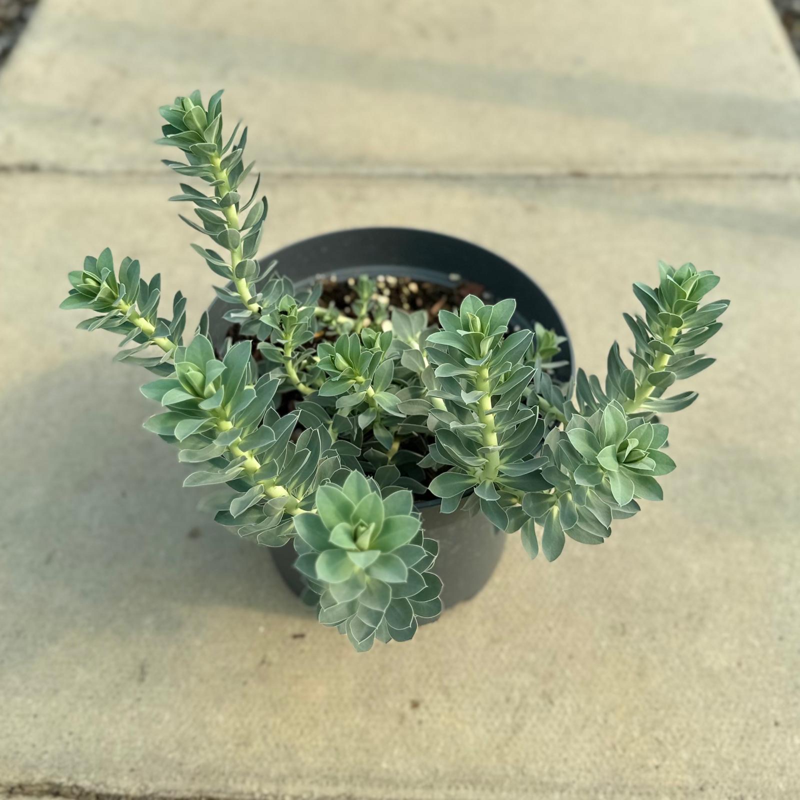 Euphorbia myrsinites - Image 3