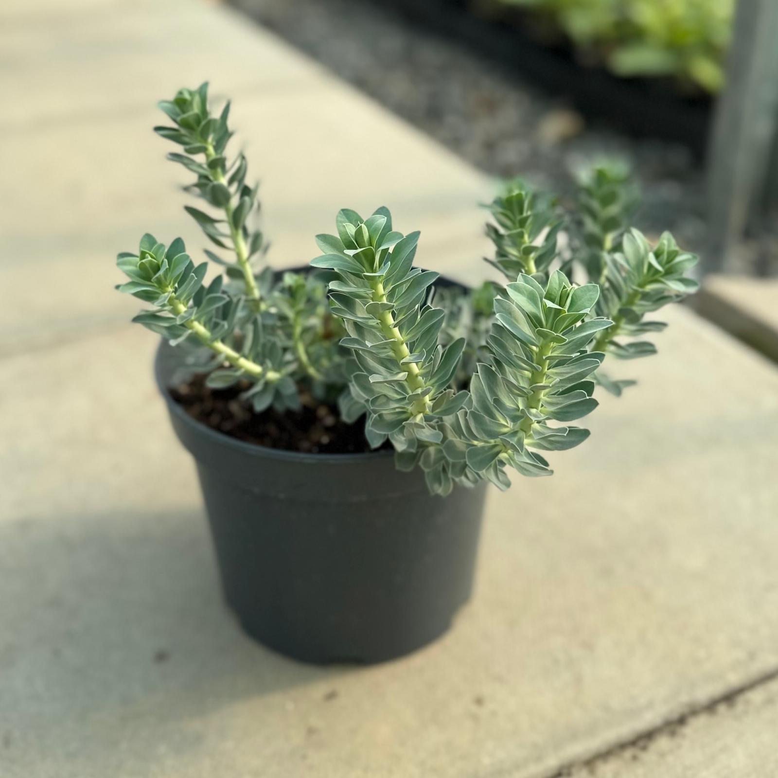 Euphorbia myrsinites - Image 4
