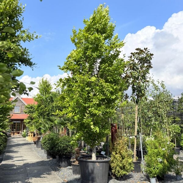 Fagus orientalis 'Iskander' (N1)