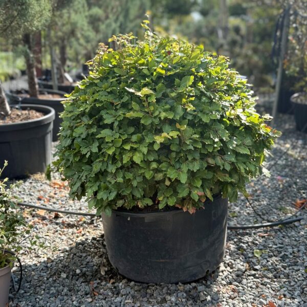 Fagus sylvatica - Balls (EV1)