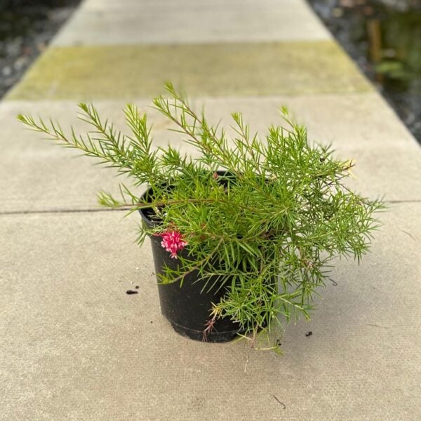 Grevillea rosmarinifolia (HG).