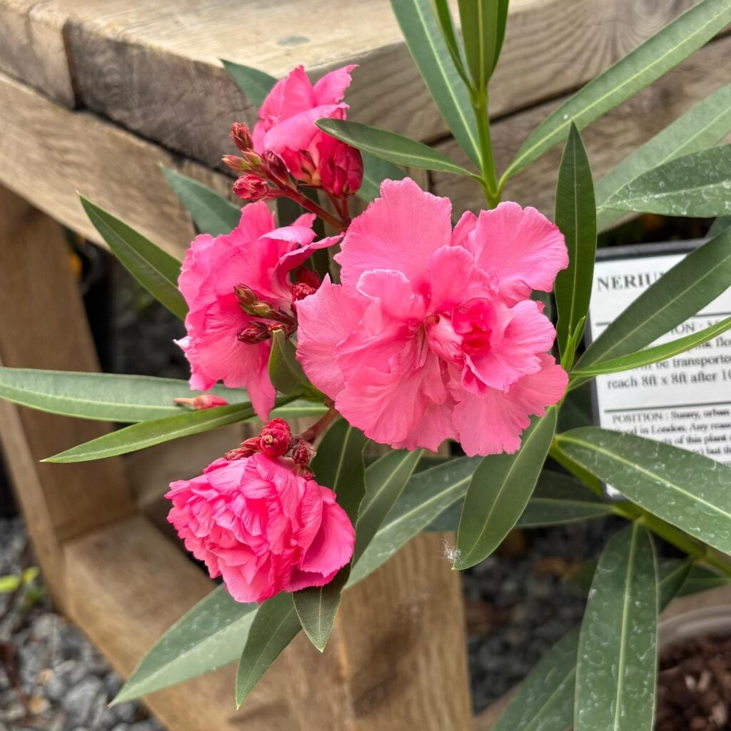 Nerium oleander - Double Pink - Image 2