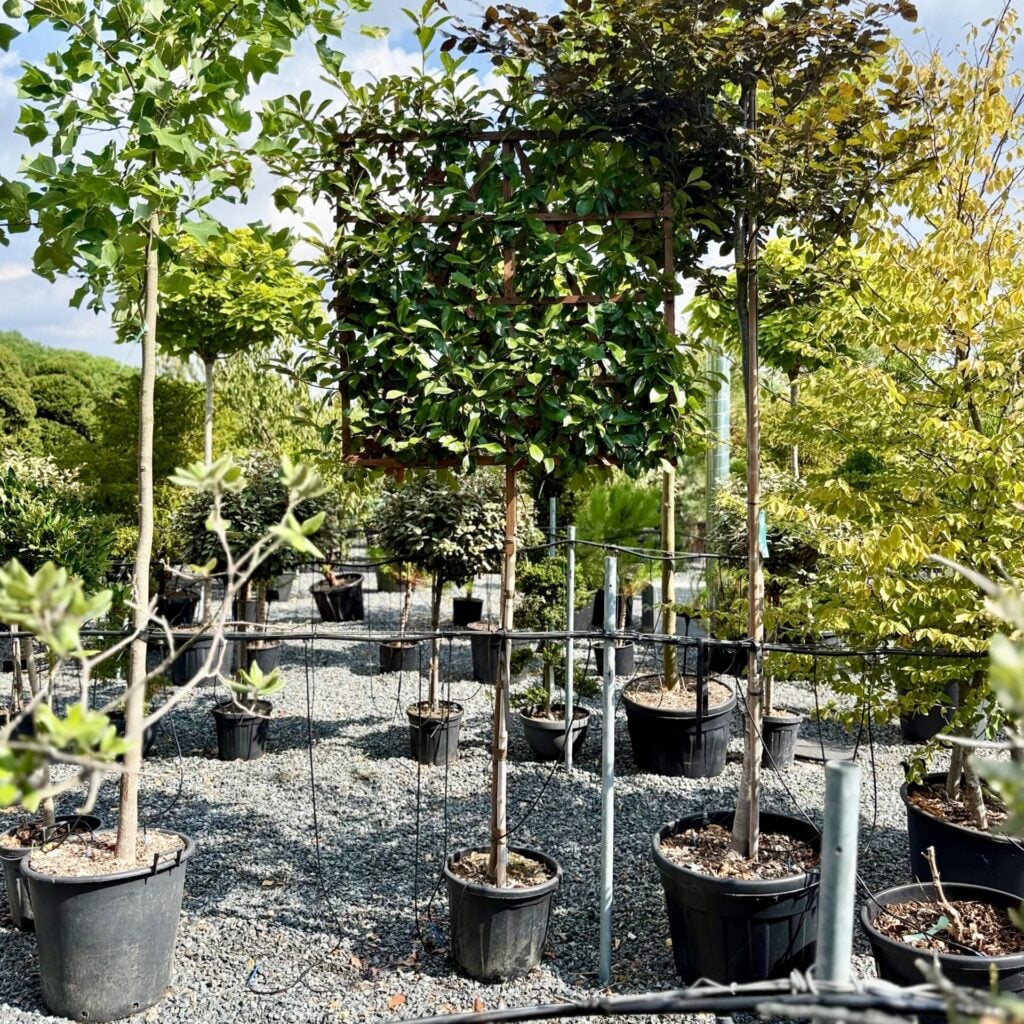 Photinia glabra - Pleached - Image 2