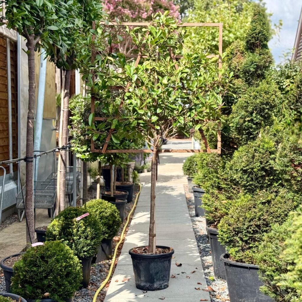 Photinia glabra - Pleached