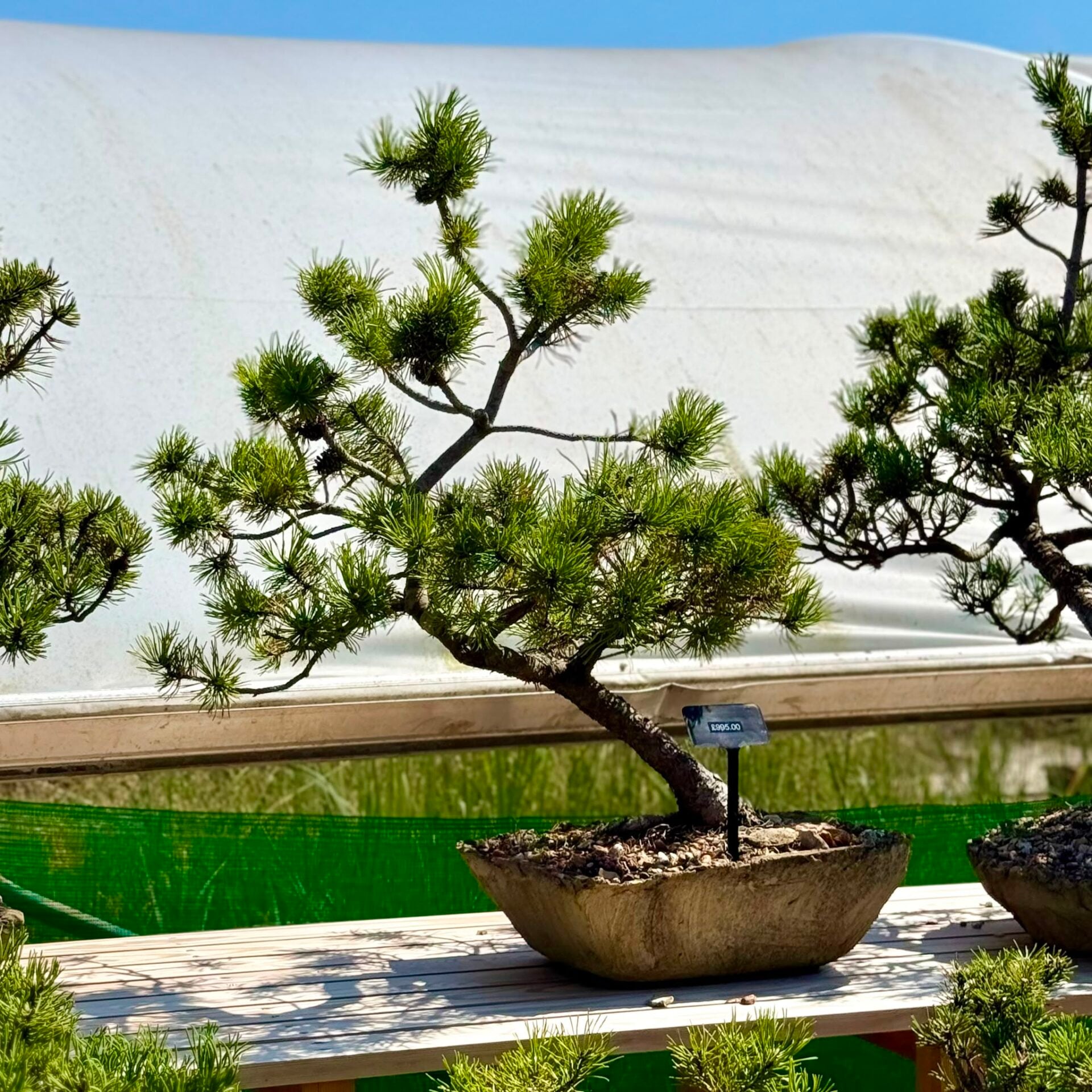 Pine Bonsai Collection - Image 2