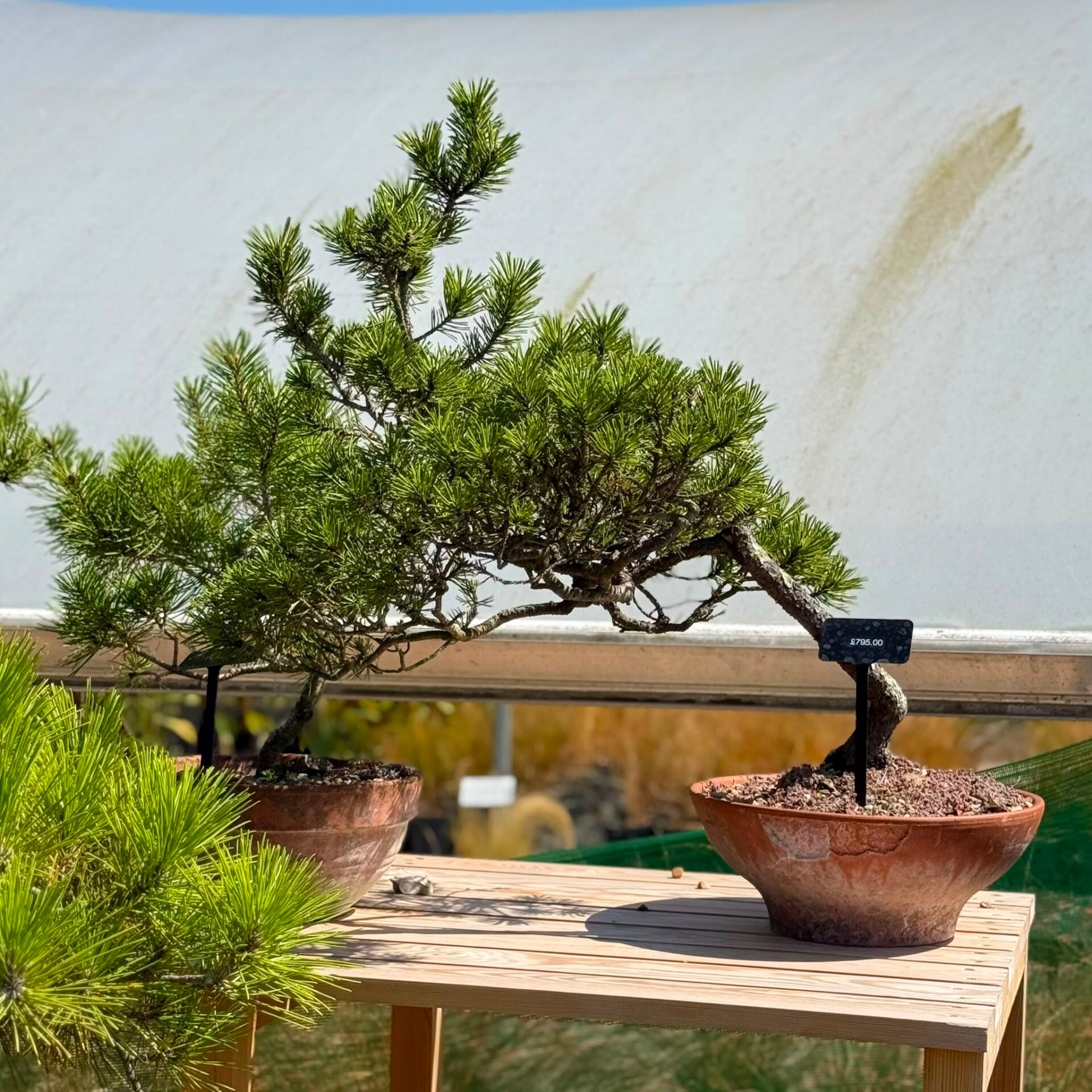 Pine Bonsai Collection - Image 8