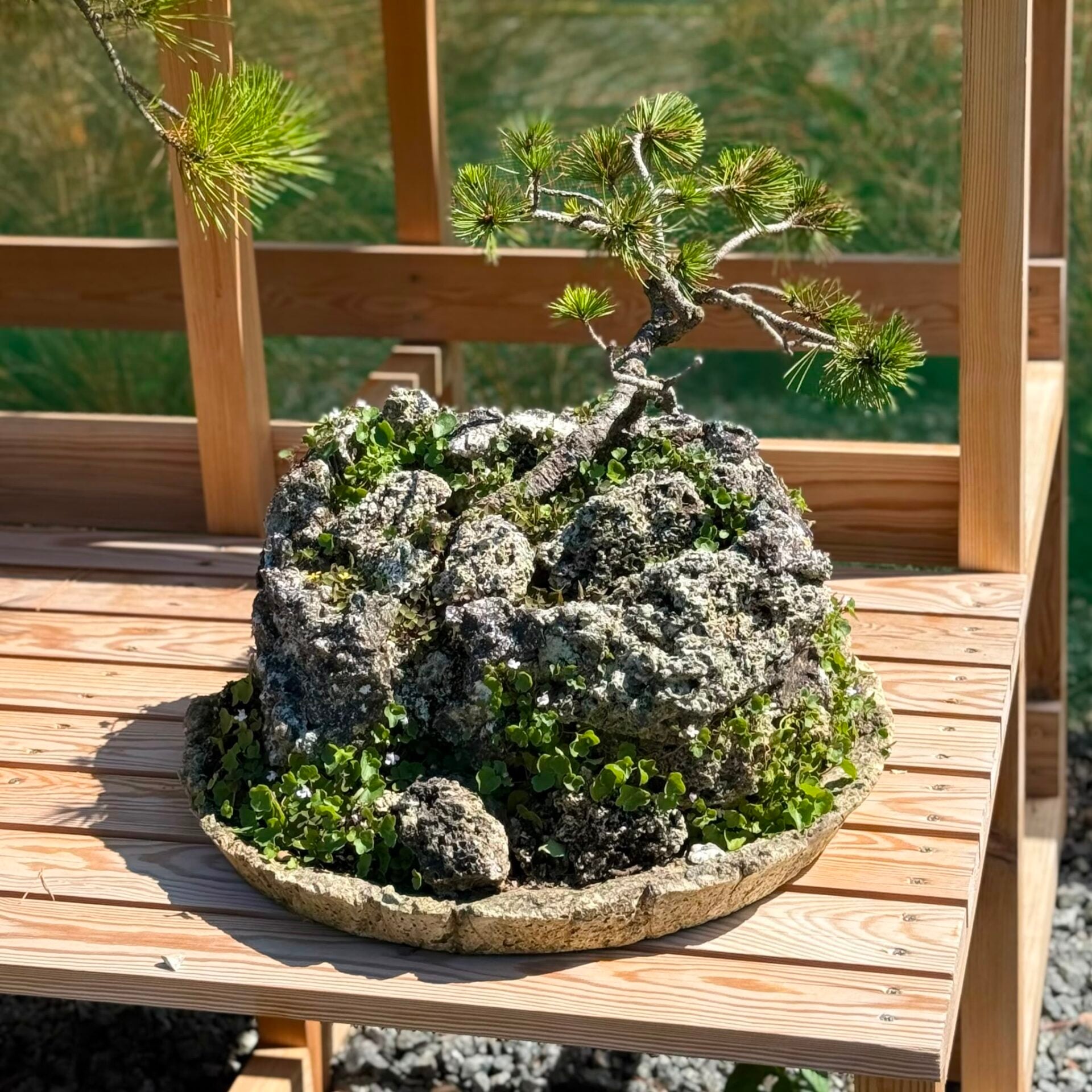 Pine Bonsai Collection - Image 9