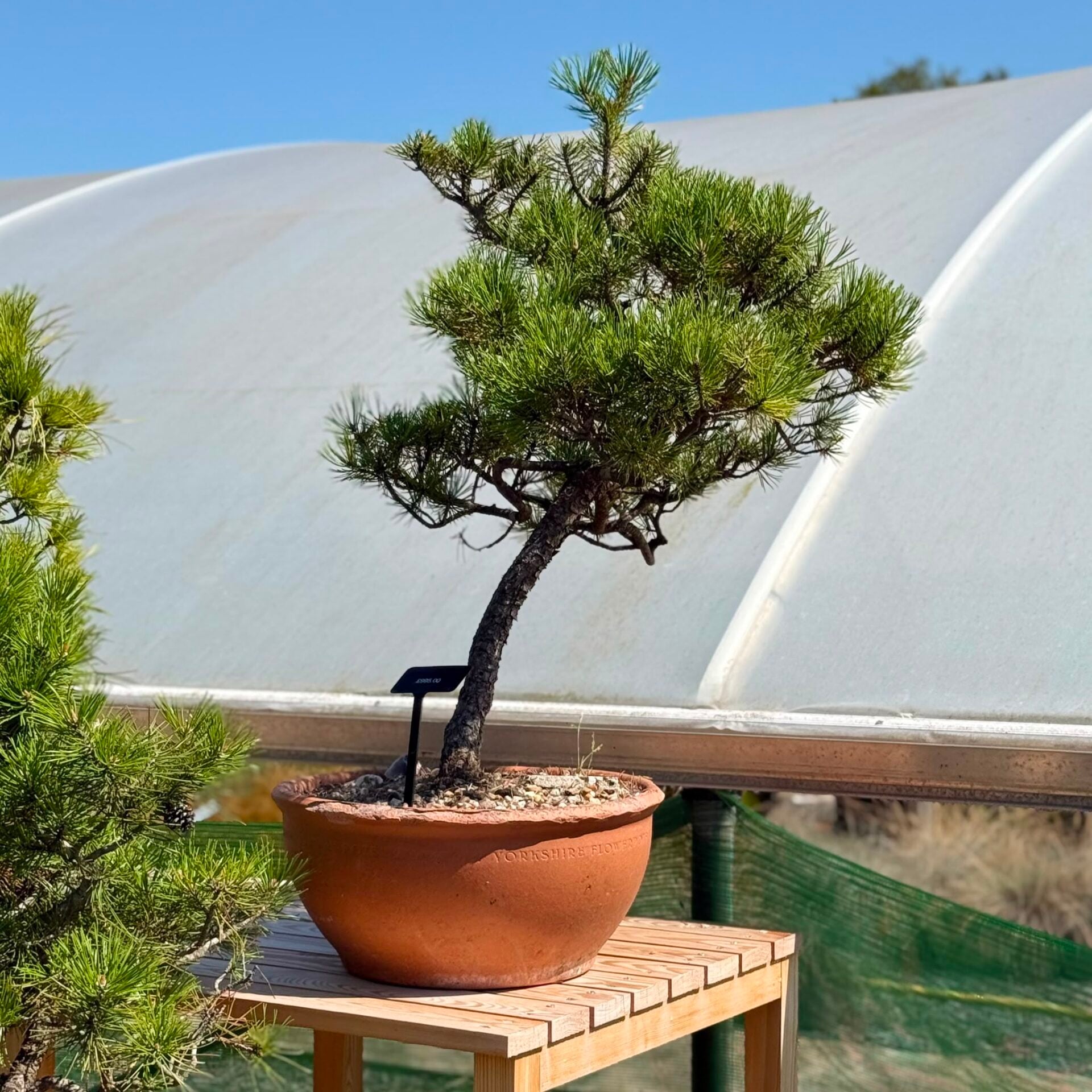 Pine Bonsai Collection - Image 4