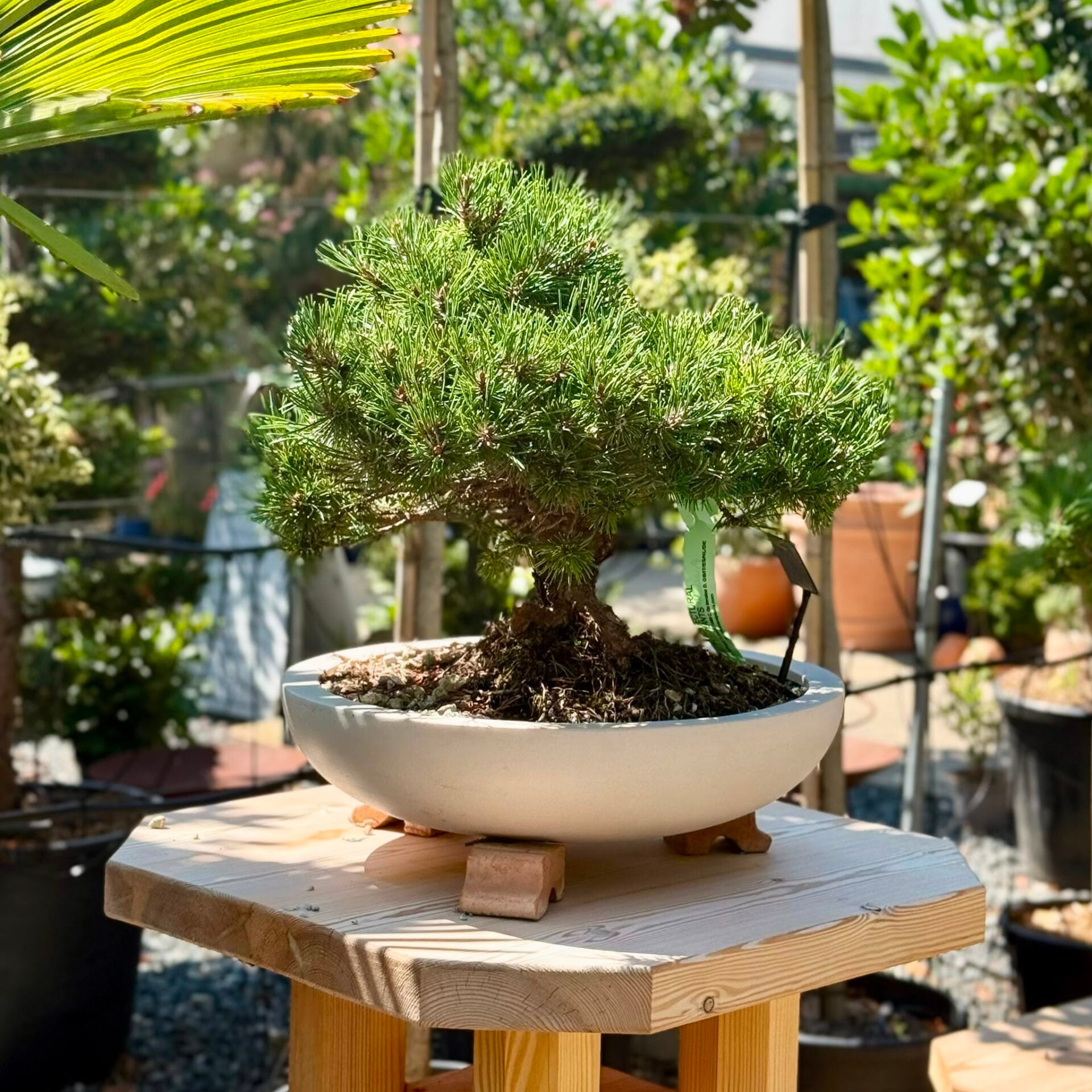Pine Bonsai Collection - Image 10