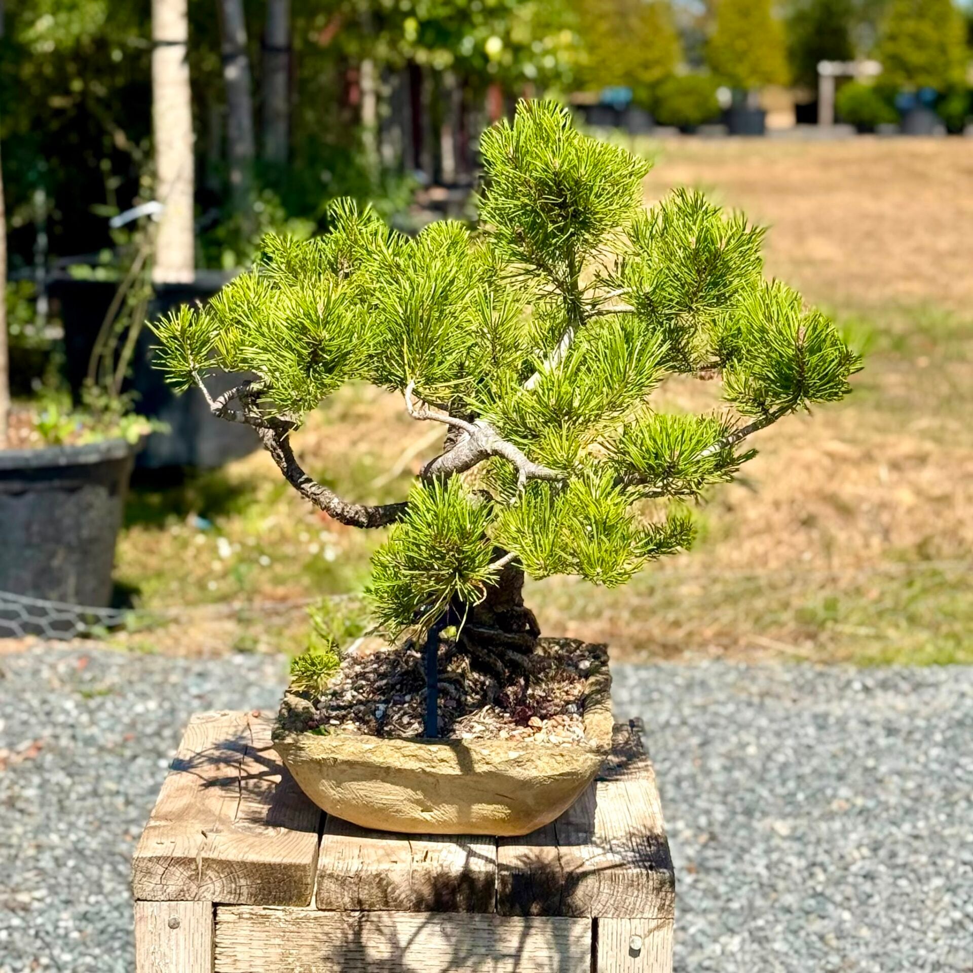 Pine Bonsai Collection - Image 6