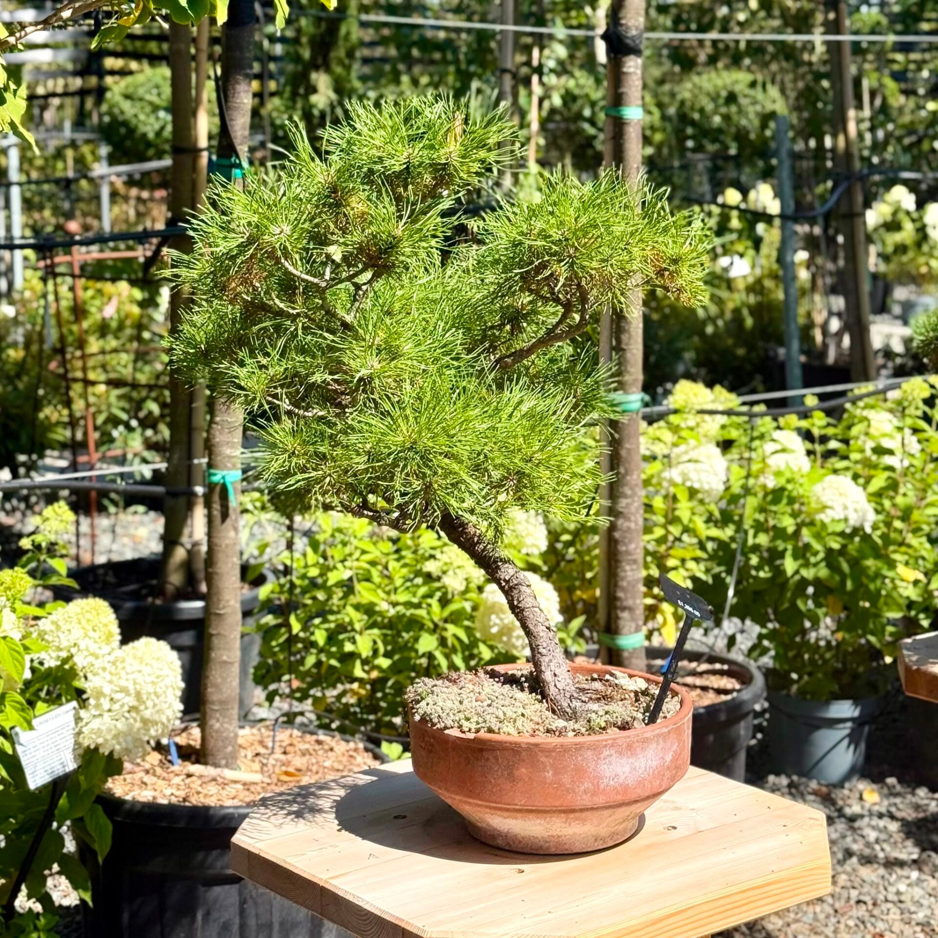 Pine Bonsai Collection - Image 3