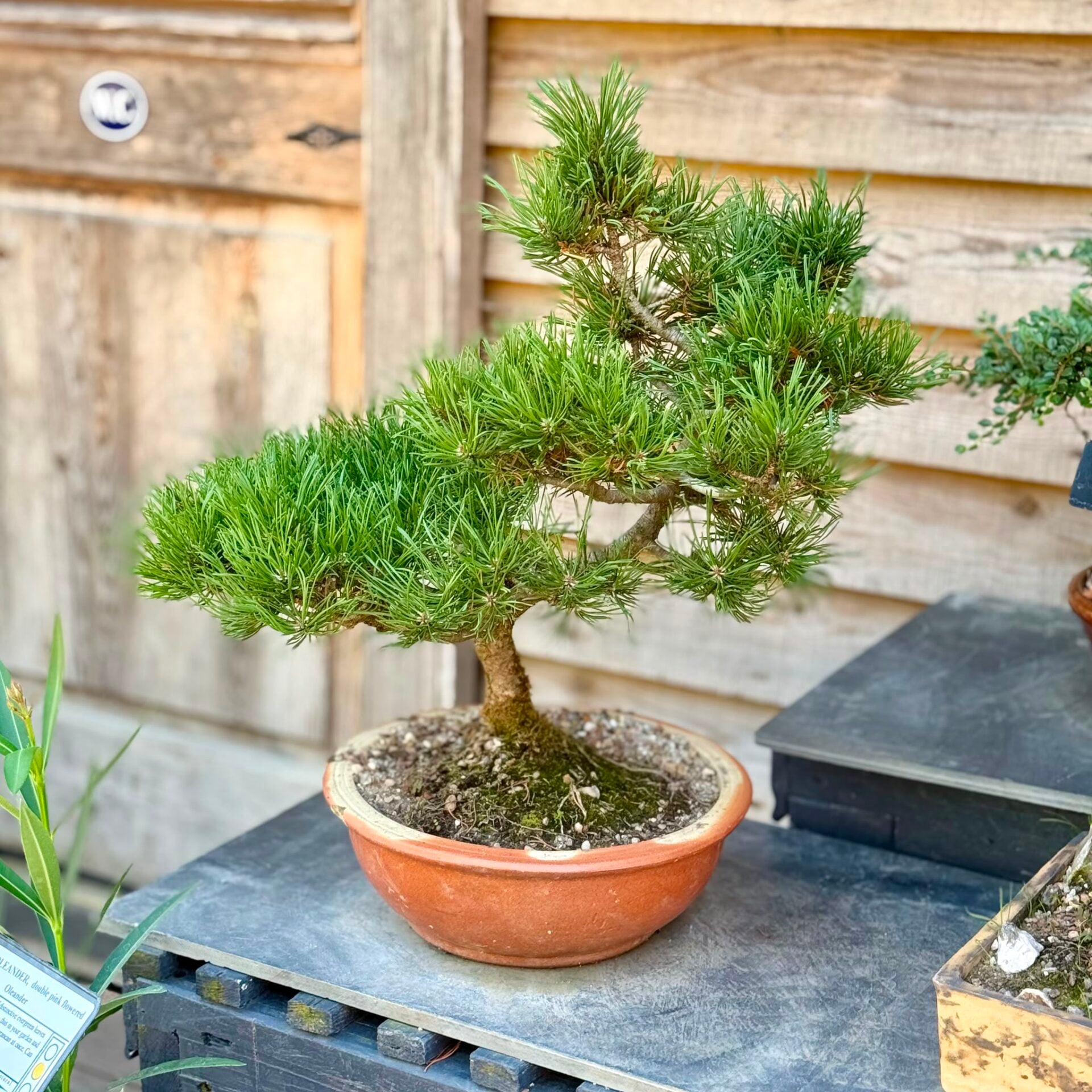 Pine Bonsai Collection - Image 5